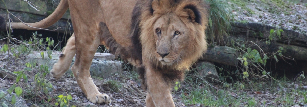 Seit 2007 lebt der fast 19-jährige Löwe Nakuru im Zoo Osnabrück