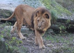Seit 2007 lebt der fast 19-jährige Löwe Nakuru im Zoo Osnabrück