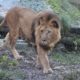 Seit 2007 lebt der fast 19-jährige Löwe Nakuru im Zoo Osnabrück