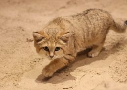 Neues Sandkatzenpaar im Zoo Osnabrück