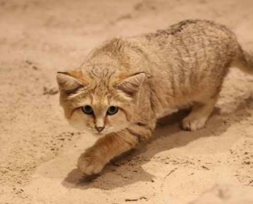 Neues Sandkatzenpaar im Zoo Osnabrück