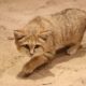 Neues Sandkatzenpaar im Zoo Osnabrück