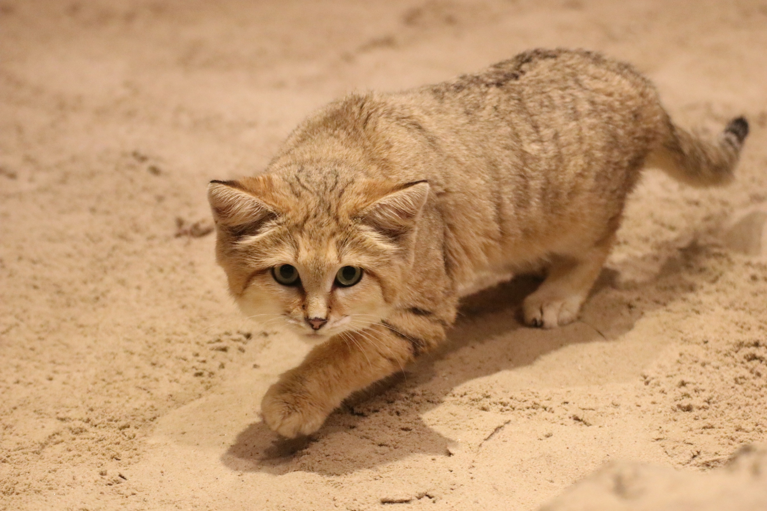 Neues Sandkatzenpaar im Zoo Osnabrück